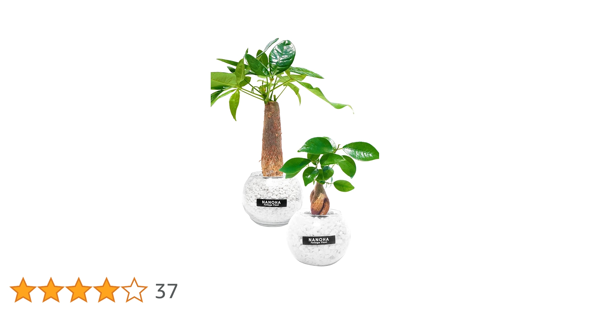 Amazon｜観葉植物 ガジュマル パキラ 2鉢セット 白砂利 ガラス