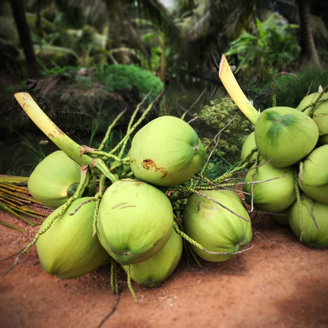 "FRUTTEO – Cocco Verde Fresco Premium | Importazione Esclusiva via Aerea Acqua di Cocco Pura al 100% Confezione da 9 Noci Raccolto a Mano L’Estate in un Guscio | Per Spiagge, Party e Relax