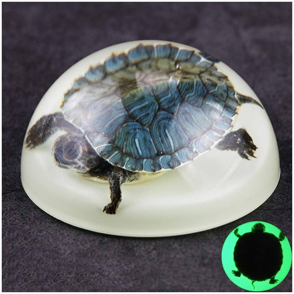 乾燥した小動物の標本 世界に先駆けてリアルな「3Dデジタル生物標本」を1400点以上公開