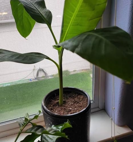 Musa Basjoo Banana Tree - 1 Ft. Tall Cold Hardy Banana Plant - Rapid Growth - Easy Care (1 ft) Musa Basjoo Banana Tree - 1 Ft. Tall Cold Hardy Banana Plant - Rapid Growth - Easy Care (1 ft)