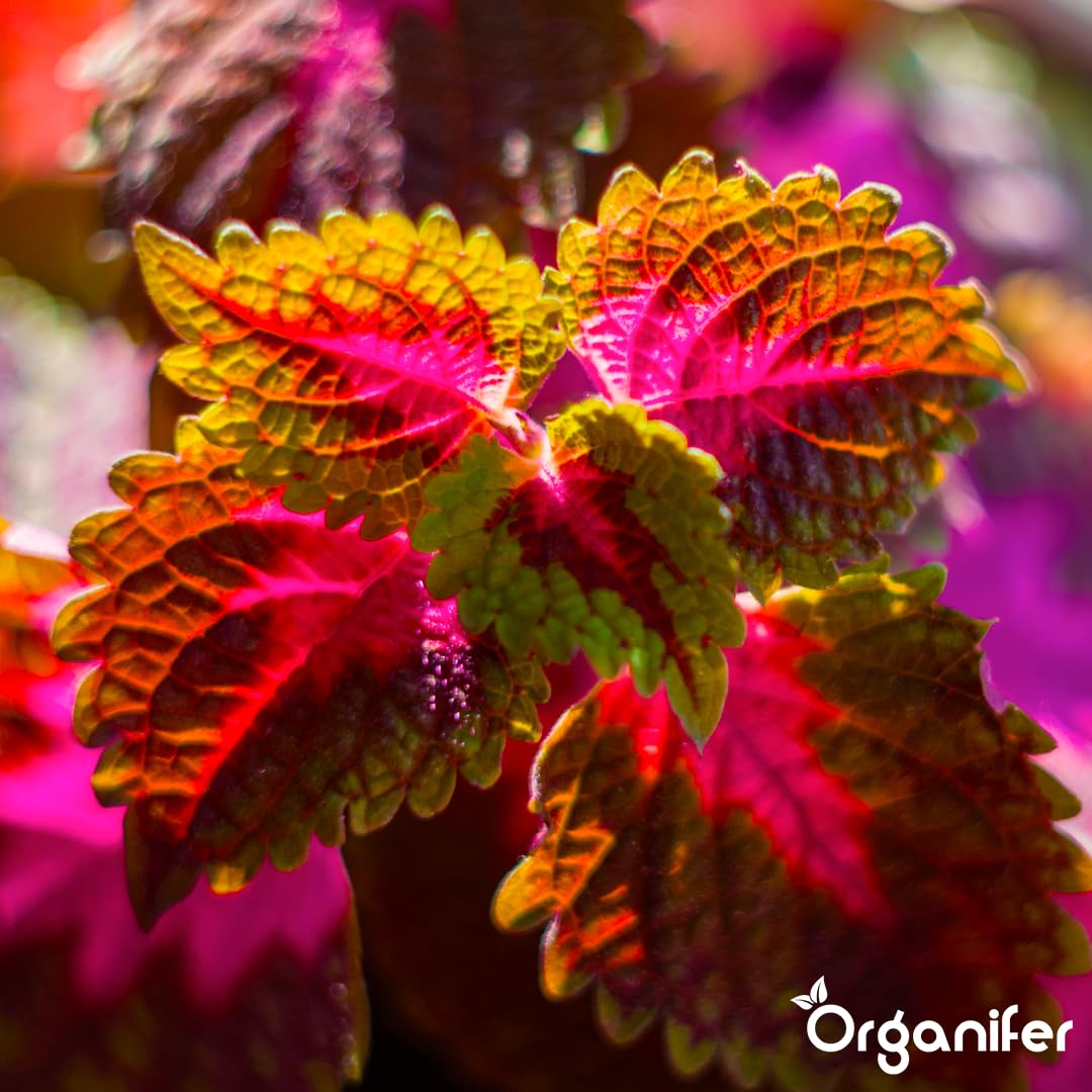 Fertilizante Líquido - 5x1L - Para Coleus - NPK 3-4-3 | Plantas Fuertes Y Vitalidad Óptima - Organifer