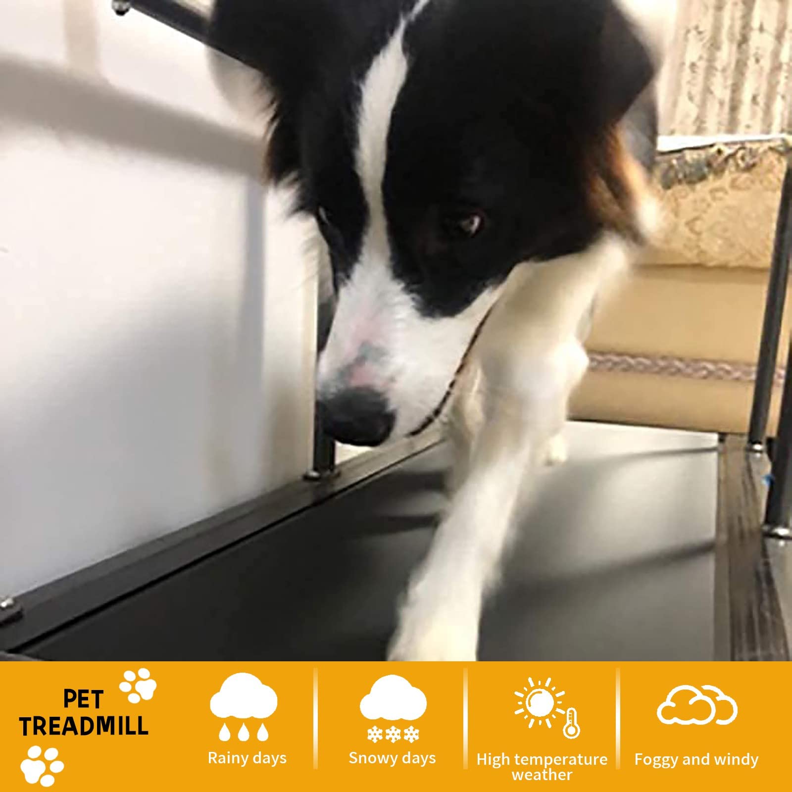 Cinta de Correr para Perros Grandes, Cinta de Correr para Perros, Cinta de Correr para Perros medianos, máquina para Correr para Perros pequeños y medianos, Cinta de Correr