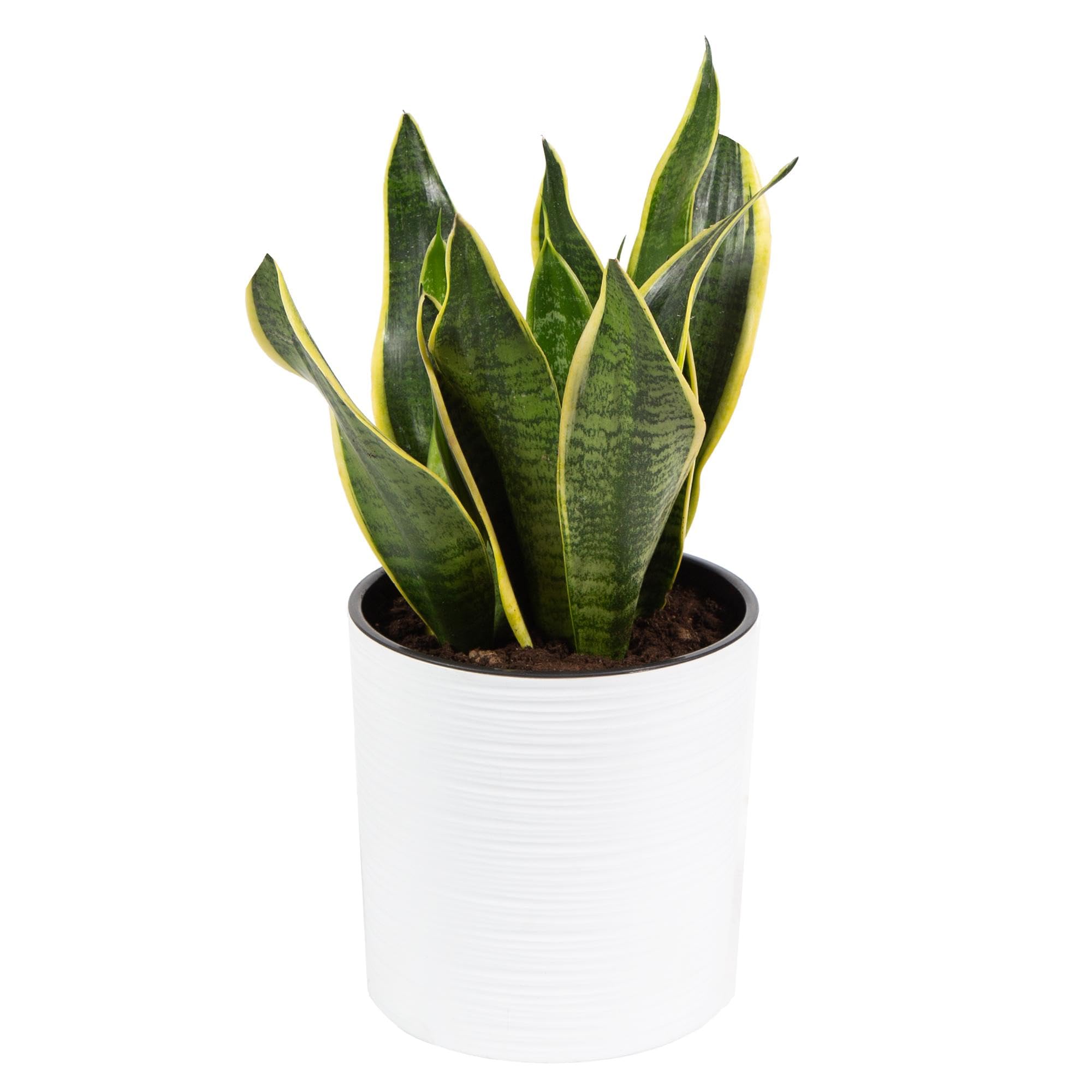Snake Plant Live in Nursery Pot | Low Water Indoor & Outdoor Plant | Natural Home Décor & Office Plant-image-13