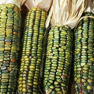 60 Oaxacan Green Dent Ornamental Corn Seeds | Green Blue Gold Mix Indian Maize Native American Fall Popcorn Untreated Seed