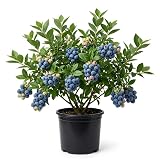 Legacy Blueberry Bush Live Plant Vibrant Blue Berries Blueberry Plant Live for Planting, 5-10 Inc Tall 4 Inc Pot