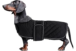 Dachshund Coats: Morezi's Warm Haven for Your Beloved Doxie