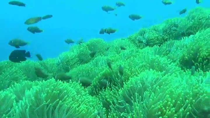 (未使用･未開封品)Fascination Coral Reef [Blu-ray] s-l400.jpg