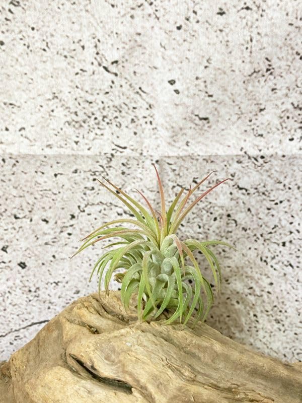 Amazon.co.jp: Frontier Plantsチランジアイオナンタルブラ T