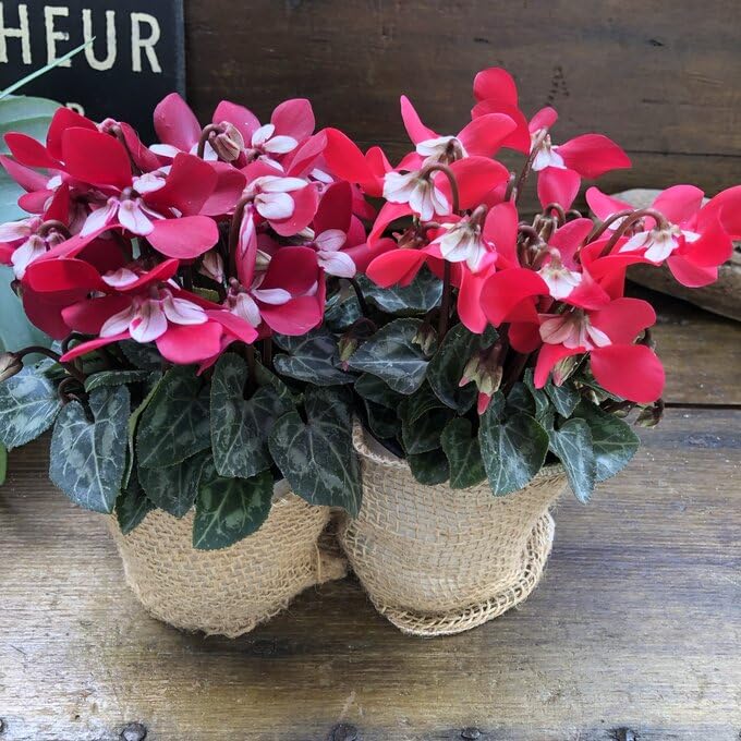 Amazon.co.jp: ジックス シクラメン 2色セット 3号～3.5号 希少