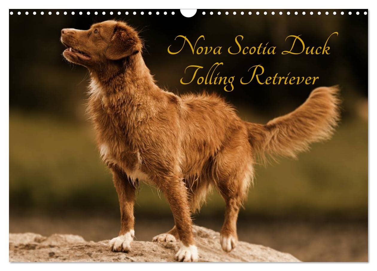 amazon-com-nova-scotia-duck-tolling-retriever-wandkalender-2025-din-a3-quer-calvendo-monatskalender-calendar-beatrice-m-ller-hundefotowerk-office-products