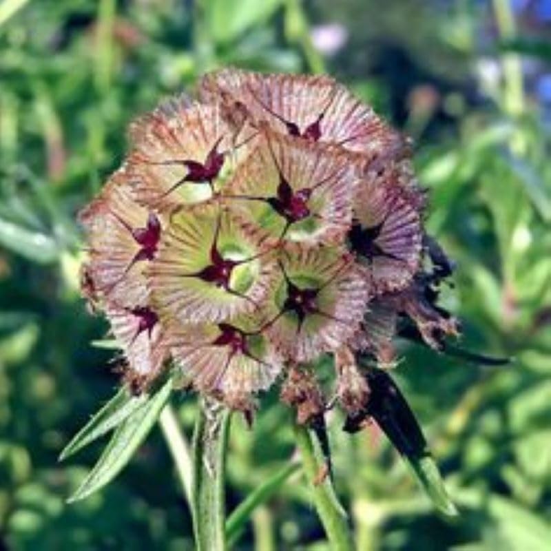 Buy4seeds 60 Seeds Scabiosa stellata Ping Pong Seeds Drumstick Useful Easy for Grow Garden
