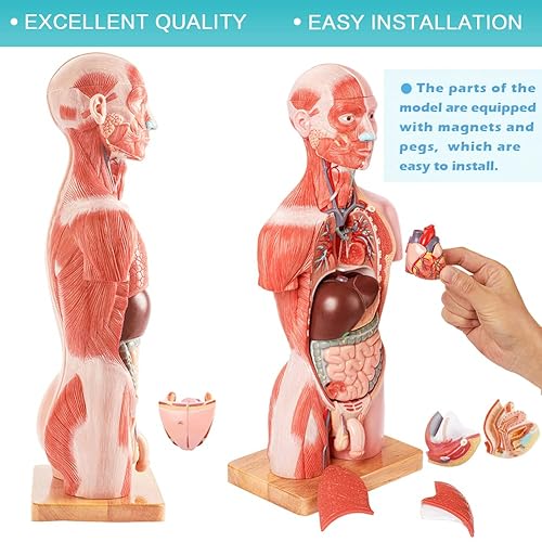 Miniatura 4 de EVOTECH SCIENTIFIC Nuevo modelo de musculatura de lujo para cuerpo humano, 16 piezas extraíbles de 17 pulgadas, modelo de anatomía de torso humano