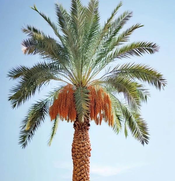 Phoenix dactylifera (Date Palm Tree) Tree Seeds, Tall and Graceful Appearance, Seeds by MySeeds.Co, You Choose The Amount (1/4 LB)