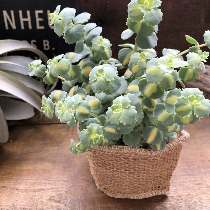 Amazon｜斑入りミセバヤ 希少 多肉植物 セダム インテリア