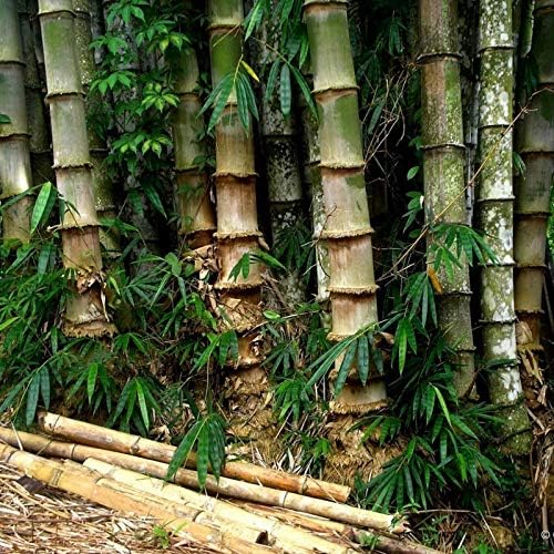 SRI SAI FORESTRY - MALE BAMBOO SEEDS (CALCUTTA BAMBOO, SOLID BAMBOO) For Home Garden, Live Fencing, Natural Shadow, Prevent Air Pollution (Plant Seed Pack)