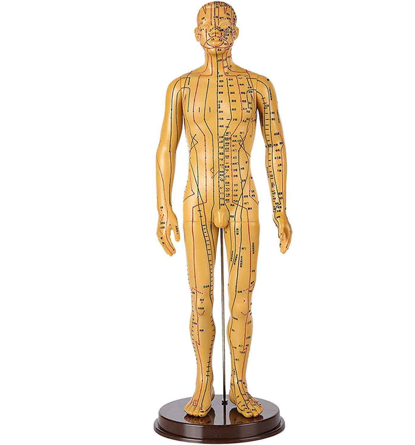 Amazon.co.jp: 人体鍼モデル 50cm 伝統中国医学鍼灸人体ツボモデル 腕