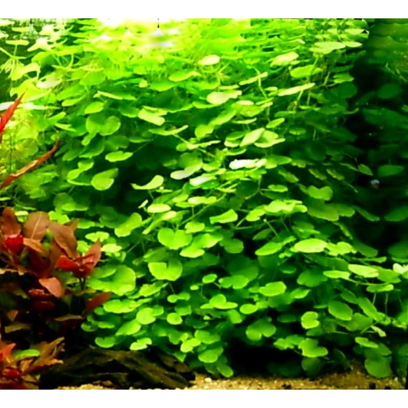 Pennywort Tropical OXYGENATING Healthy Aquarium Plants Shrimp Safe (10)