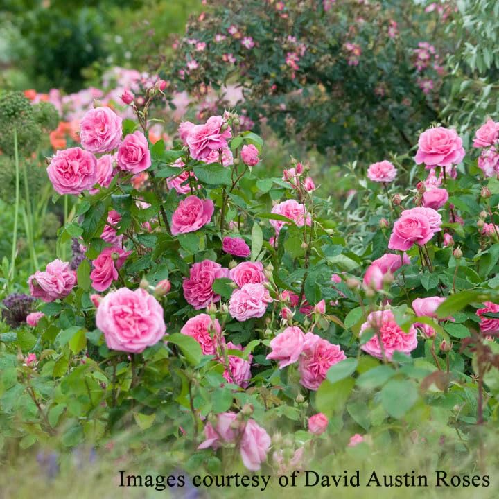 Amazon.co.jp: バラ苗 【ガートルードジェキル】 (大苗裸苗