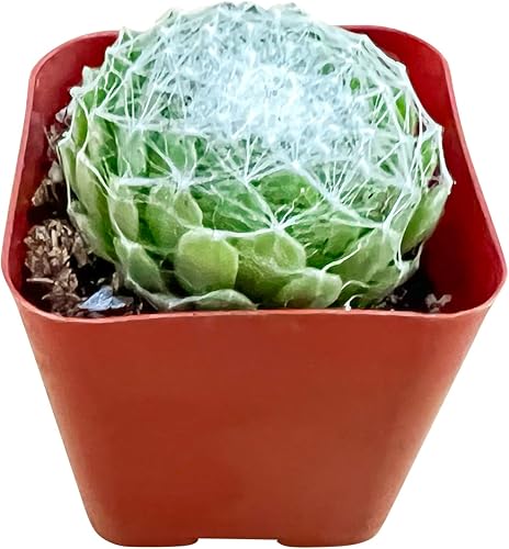 Miniatura 10 de Sprout N Green Sedum Clavatum, mini suculenta viva totalmente arraigada en maceta de 2 pulgadas con mezcla de tierra, planta de casa para interiores