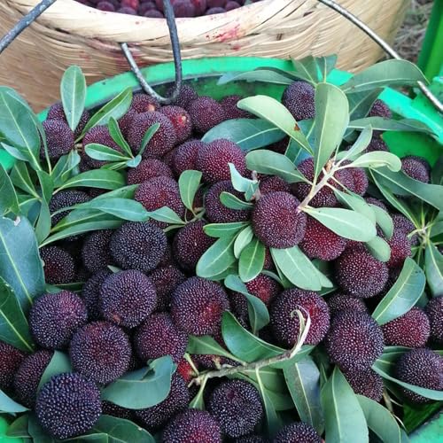 Semi di Myrica rubra,da frutto colonnari,semi di frutto colonnare resistente da appartamento,semi di giardino decorativo 80pcs