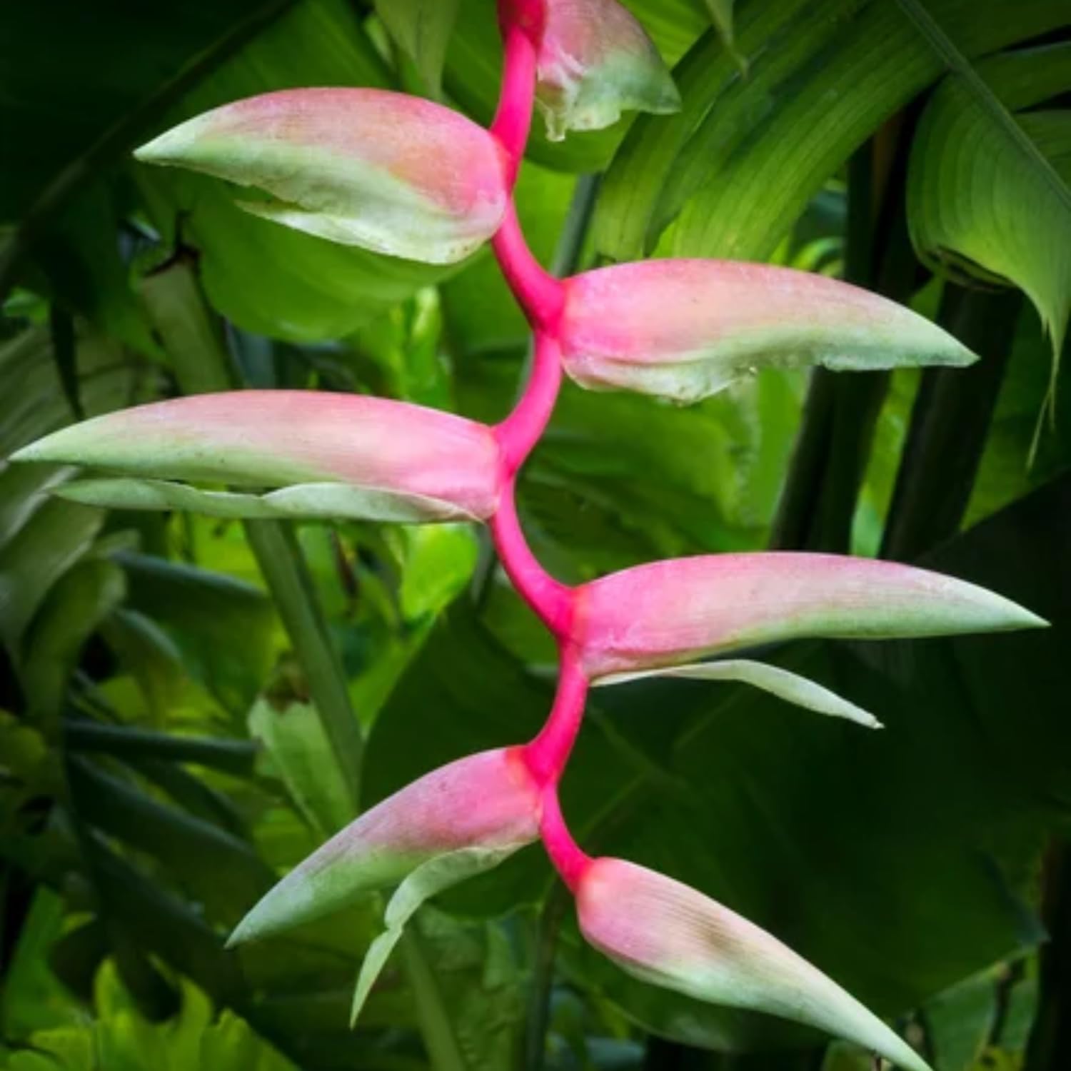 Hug A Plant | Heliconia Chartacea Sexy Pink Big (Genus Heliconia) Flowering/Ornamental Live Plant (Home & Garden)
