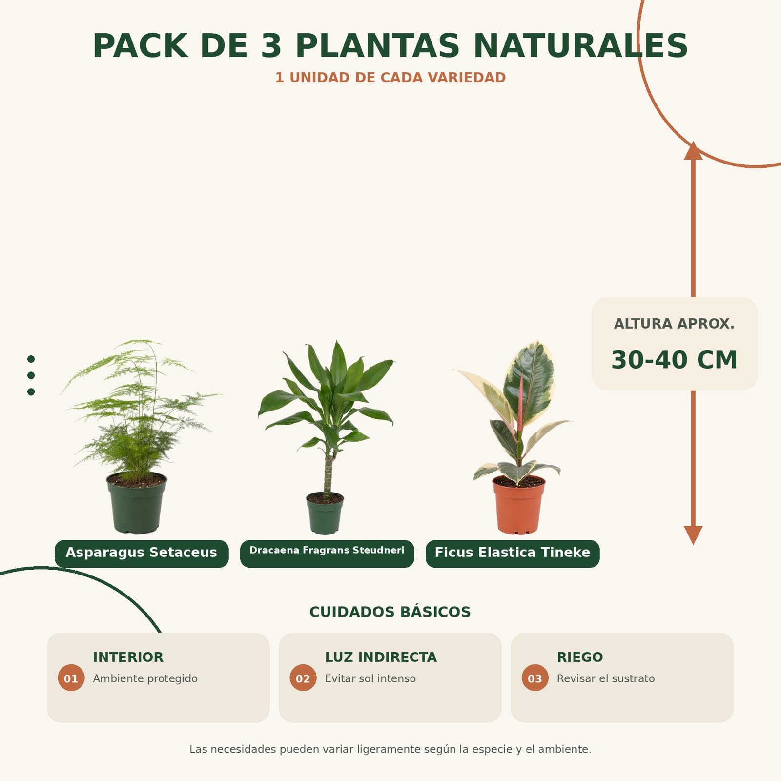 Pack 3 Plantas de Interior DECOALIVE: Zona Verde en Casa