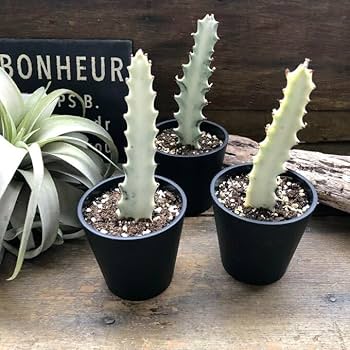 Amazon.co.jp: ホワイトゴースト ユーフォルビア 多肉植物 : DIY