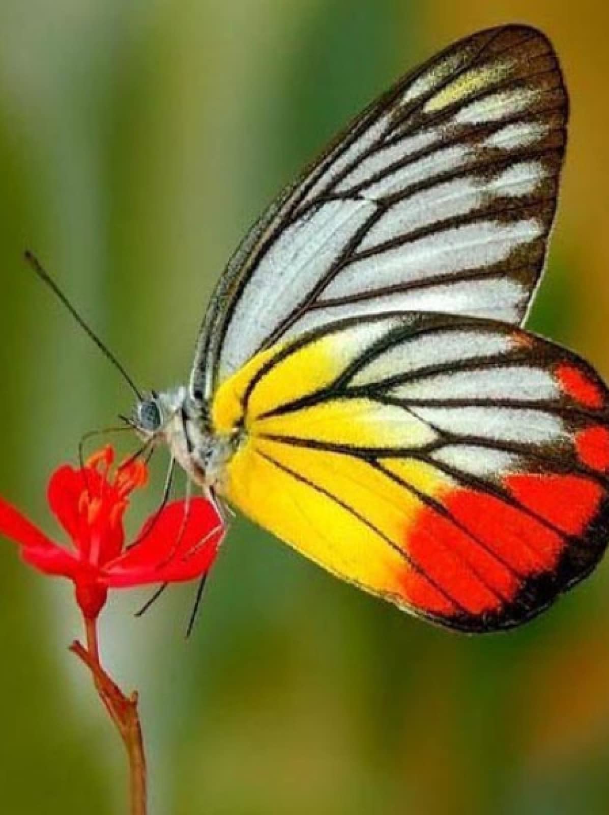 Peinture au diamant 5D fleur de papillon complet 30x40 cm - 8