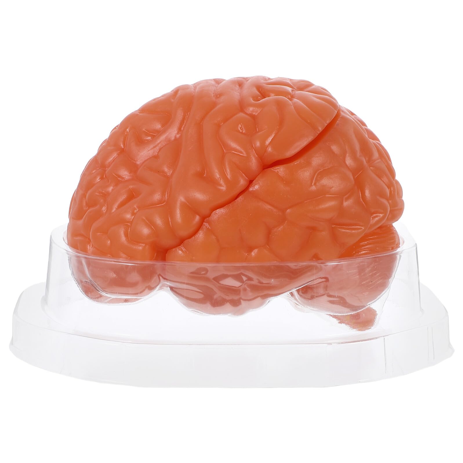Modelo de Anatomía Cerebral Desmontado en 3 Partes | Pvc Color Café, Corte Transversal Visible, para Aulas y Laboratorios de Ciencias