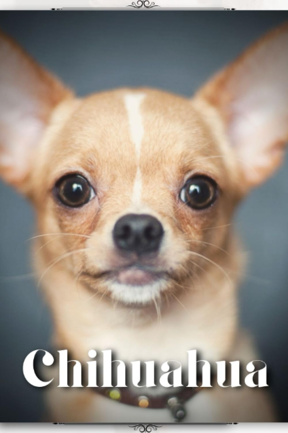 Chihuahua: Dog breed overview and guide