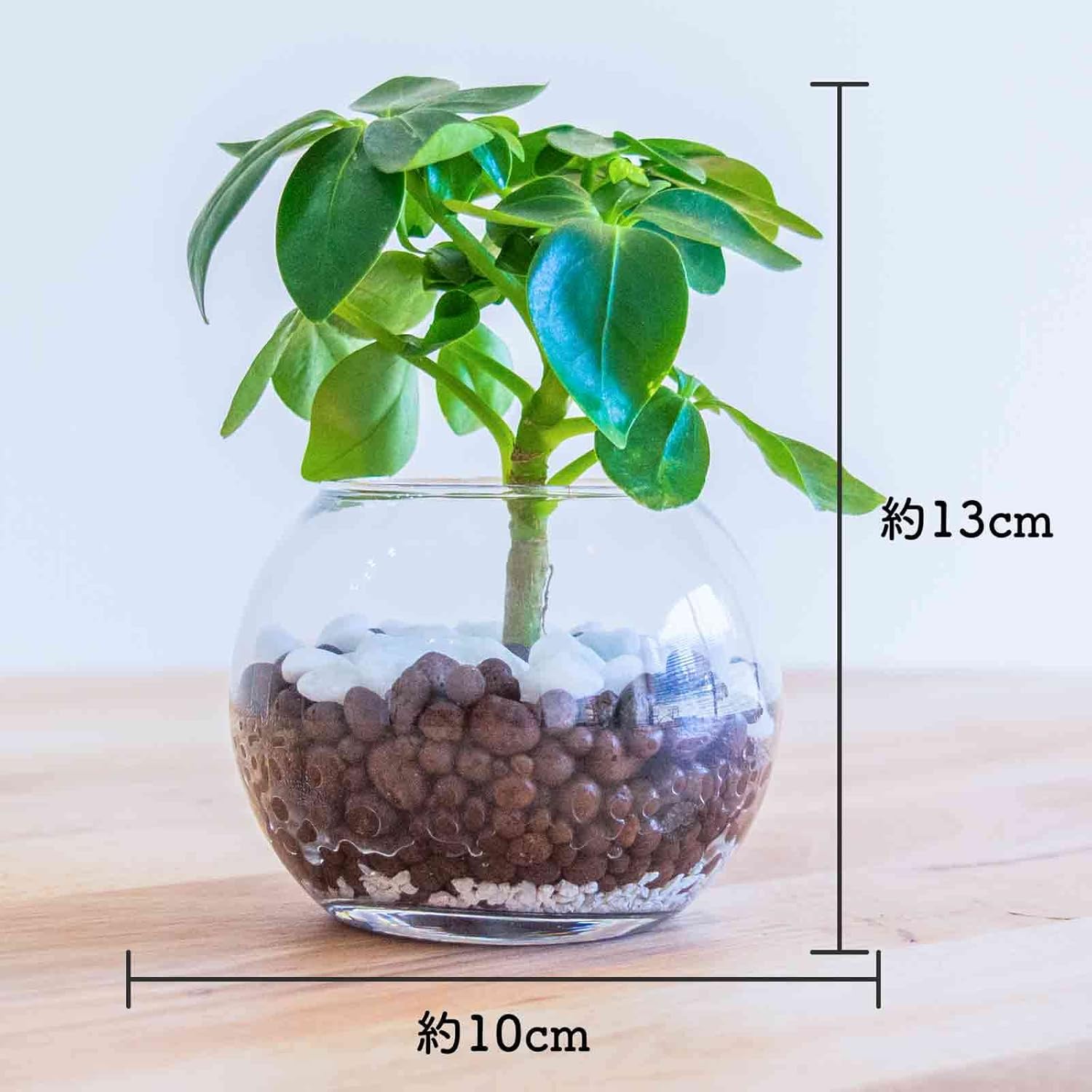 カポック シェフレラ ハイドロカルチャー 本物 ミニ 初心者も簡単メンテ 玄関やダイニングテーブルなどに置ける室内観葉植物 水耕栽培 超歓迎された