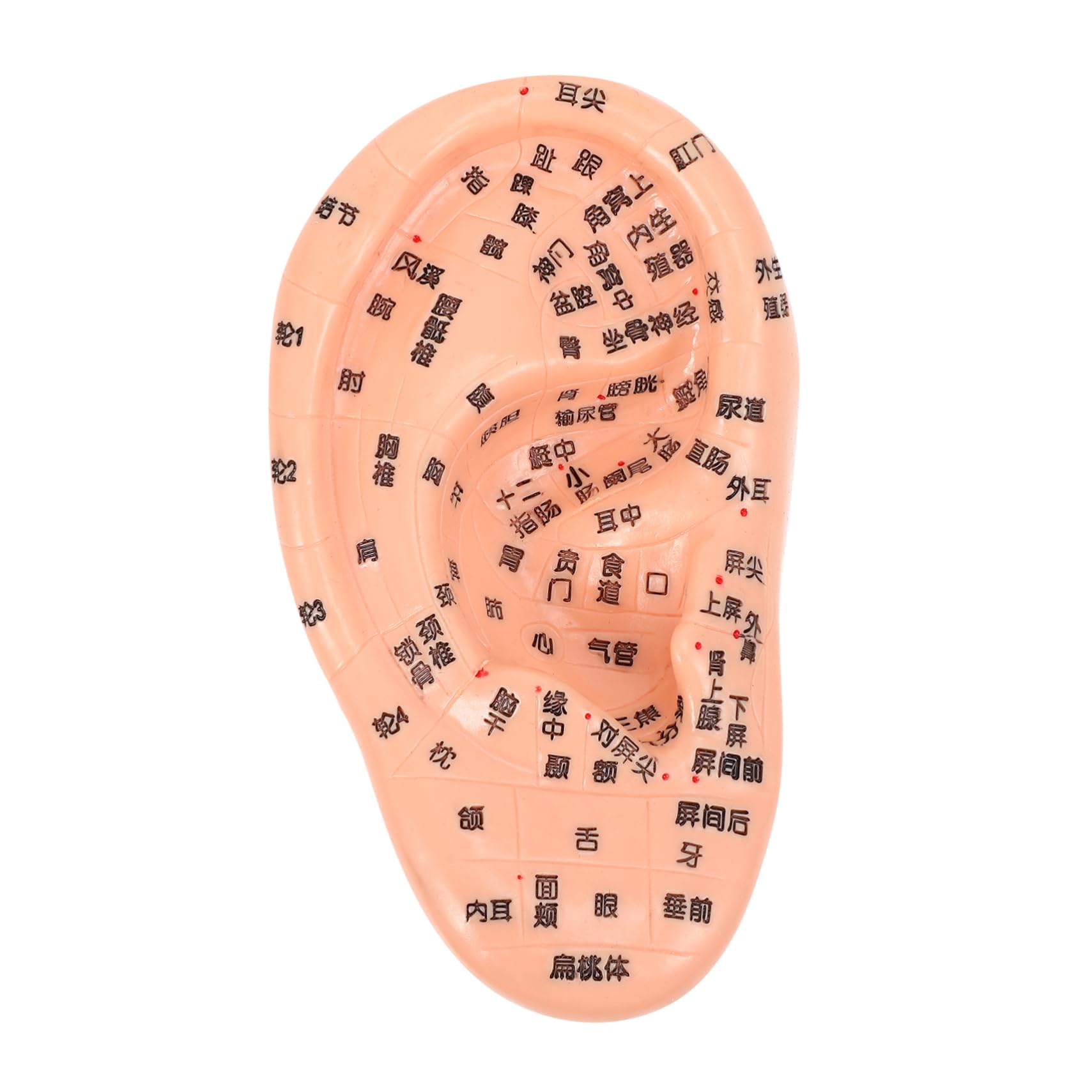 FRCOLOR Detailed Human Ear Model Ear Massage Model for Doctors Students Acupressure Tool Made of PVC