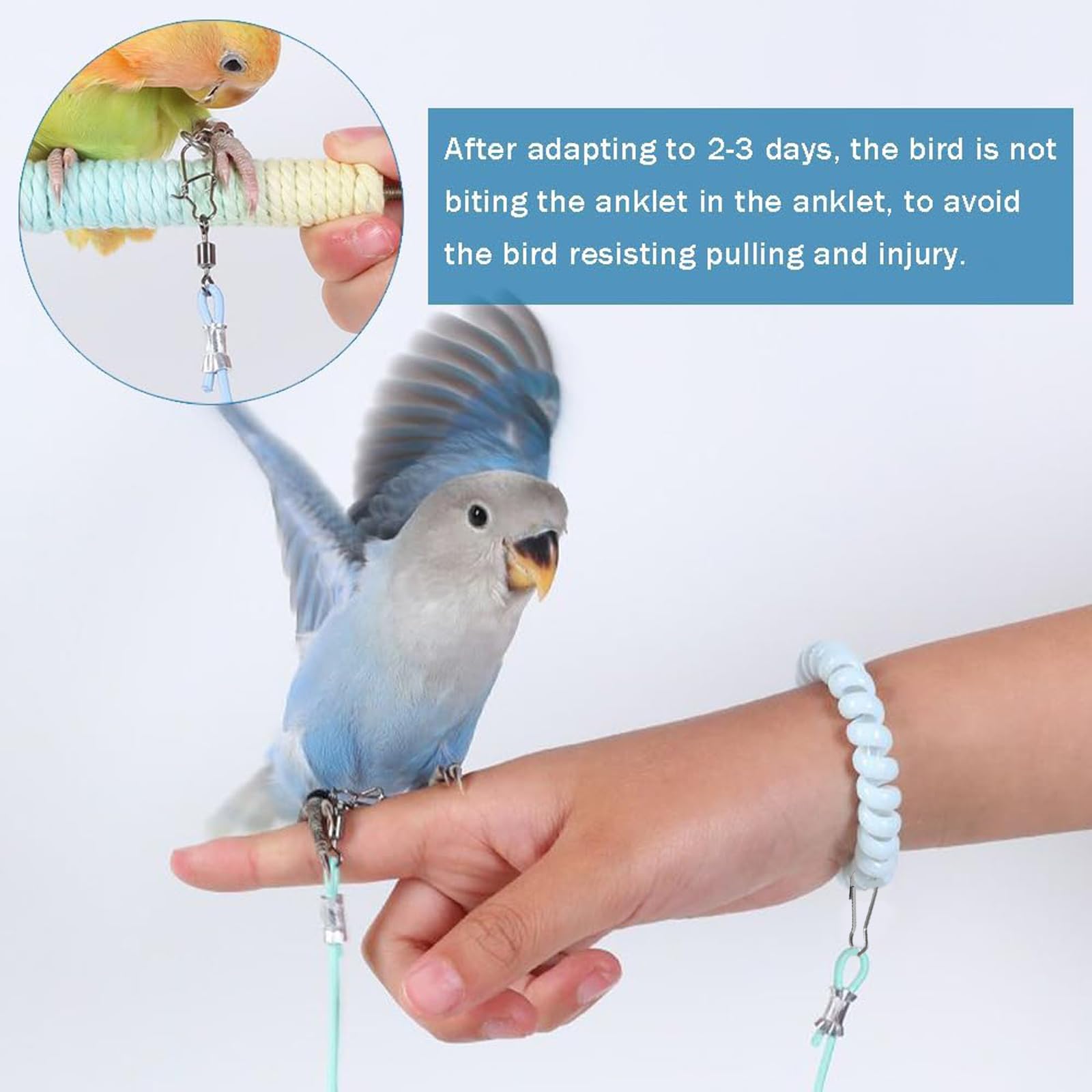 YUISI 300cm Bird Harness, Parrot Toy, with 3 Different Size Foot Ring, with Anti Lost Bracelet, Mini Lightweight Outdoor Bird Harness for Birdsfor Budgies, Cockatiels & Small Birds 3