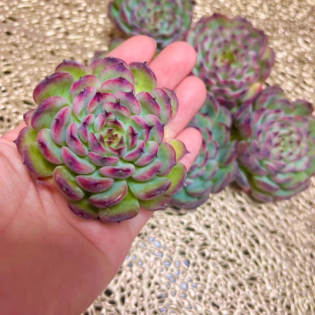 Amazon.co.jp: 韓国苗多肉植物美苗マルセルカット苗 : DIY・工具・ガーデン