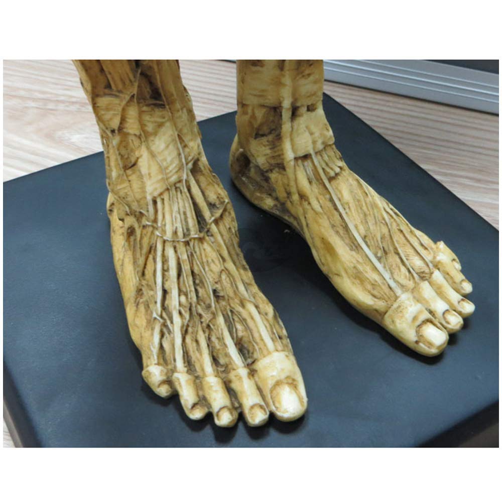 Figure d'anatomie Masculine - Modèle Anatomique de Squelette d'os de Muscle de Corps Humain de 23 Pouces - Modèle de Peinture Anatomique de Squelette Humain pour l'étude de Dessin d'artiste
