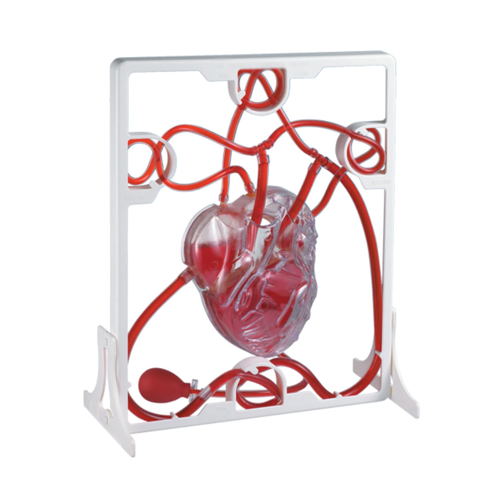 Amazon.co.jp: 人体模型 心臓血液循環モデル心臓血液循環生物科学実験