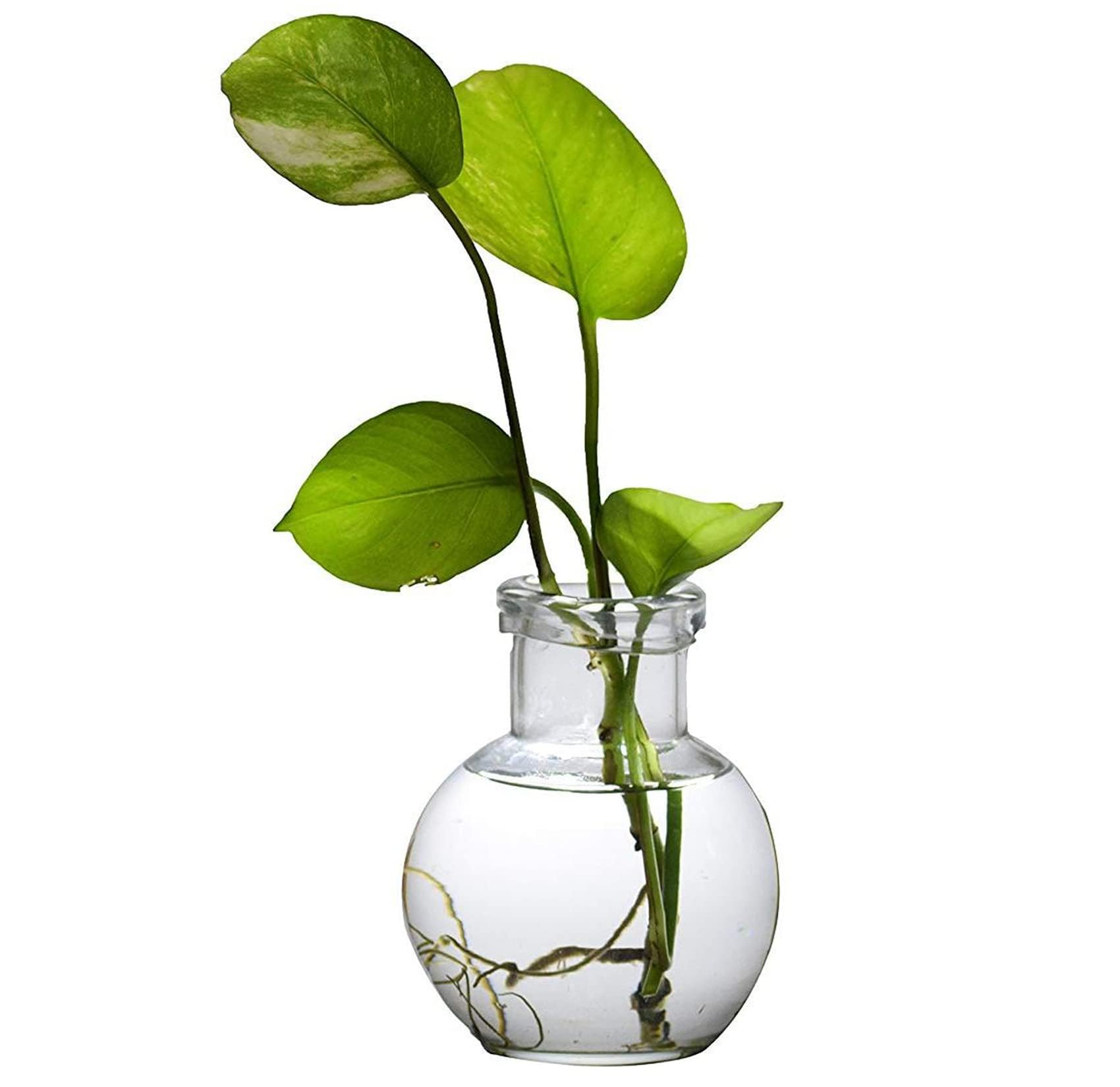 Mithila Handicrafts Glass Vase for Flowers & Plant - Elegant Ball Shaped Glass Pot for Indoor/Outdoor Plants, Home Decor, Living and Bedroom | Money & Bamboo Water Plants Pots (12x10 cm) (B07QGTMWFW) Amazon Price History, Amazon Price Tracker