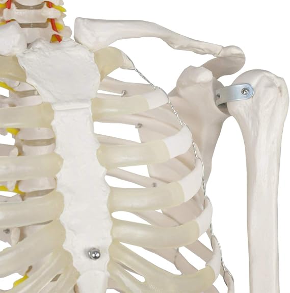 Life-Size Human Skeleton Model 170cm for Anatomy Education – Flexible Full Body Skeleton,1pcs
