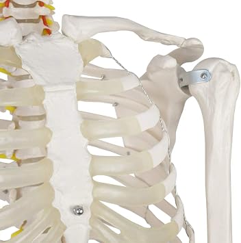 Life-Size Human Skeleton Model 170cm for Anatomy Education – Flexible Full Body Skeleton,1pcs
