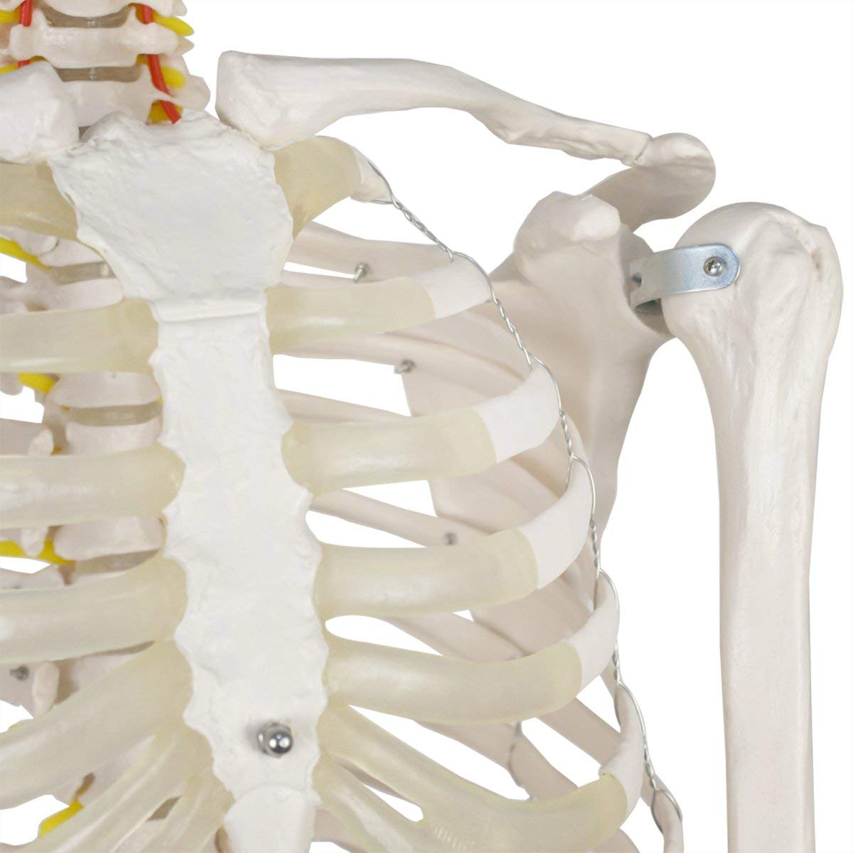 Model szkieletu ludzkiego naturalnej wielkości 170 cm do edukacji anatomicznej – elastyczny szkielet z PCV ze zdejmowaną czaszką, 206 kości, 1 szt.