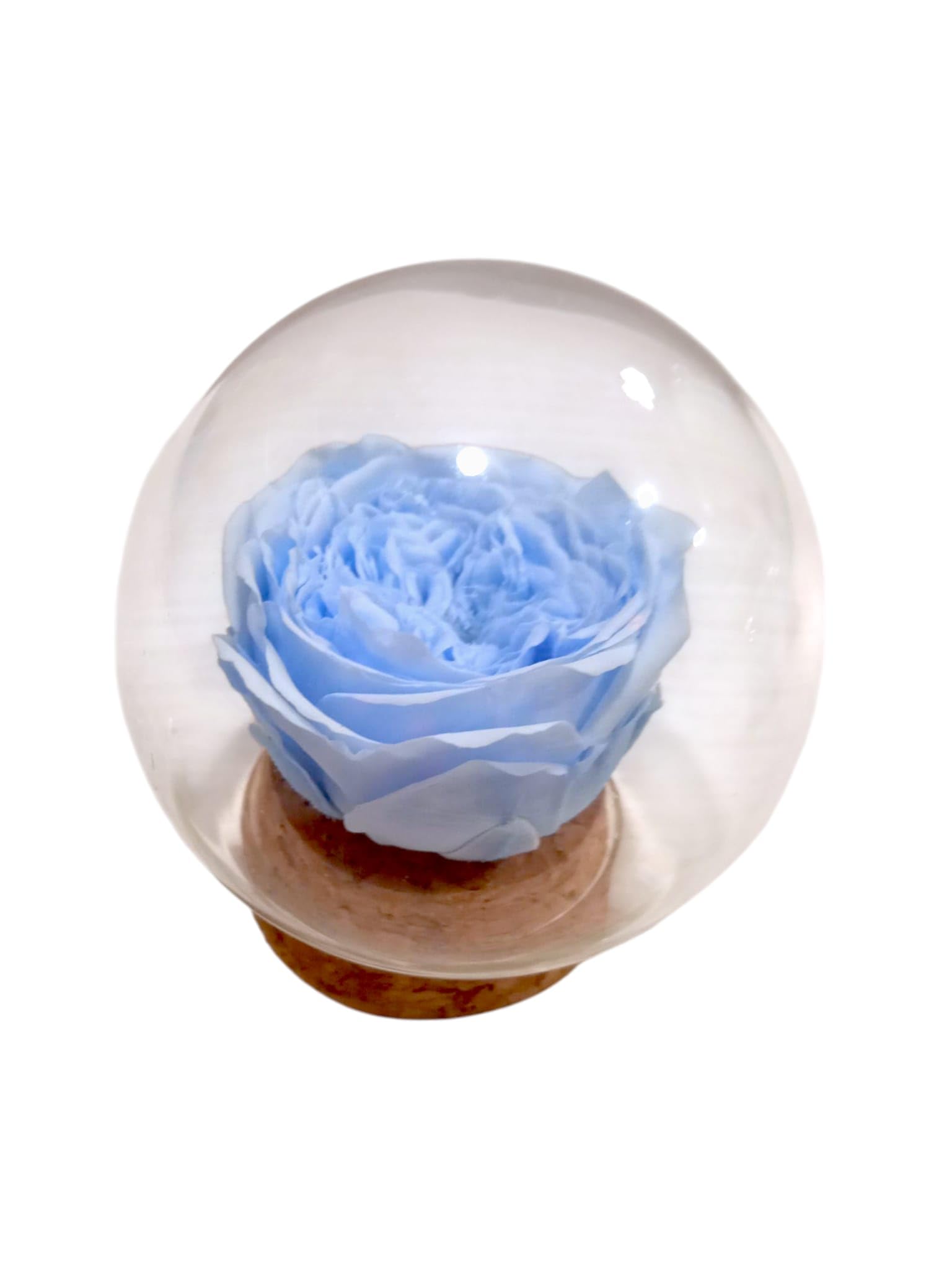 Genérico Rosa Azul Celeste Natural preservada. Cupula de Cristal. Rosa eterna Azul. Comprar Rosas Azules. Flores preservadas. Regalo Original, cumpleaños, Aniversarios, Decoracion. Rosas Azules.