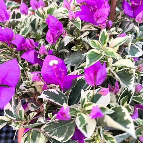 Blueberry Ice Bougainvillea Plants, 4-8” Live Vines, No Pot