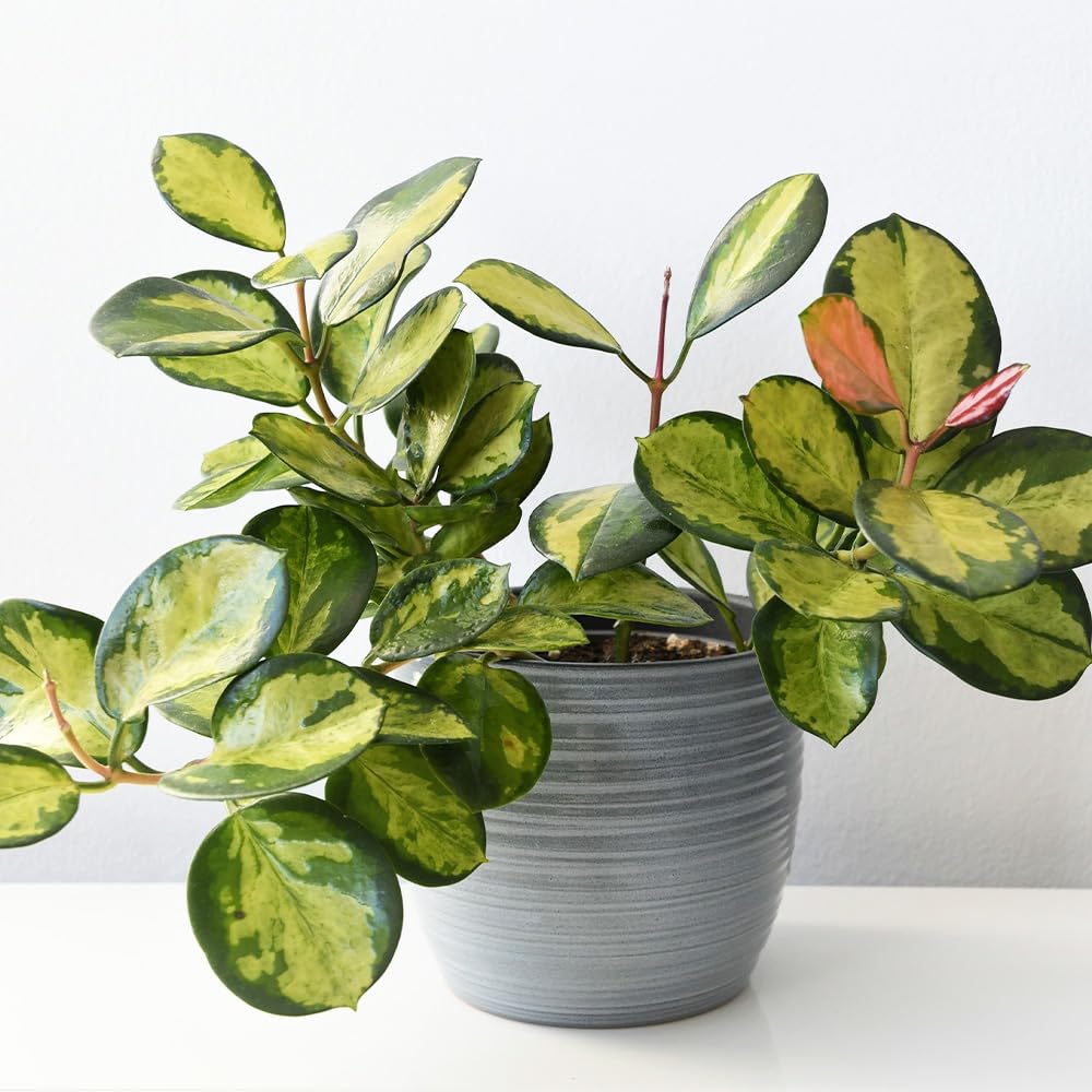 Amazon｜ITANSE ホヤ オーストラリス 3.5号 1個売り 観葉植物