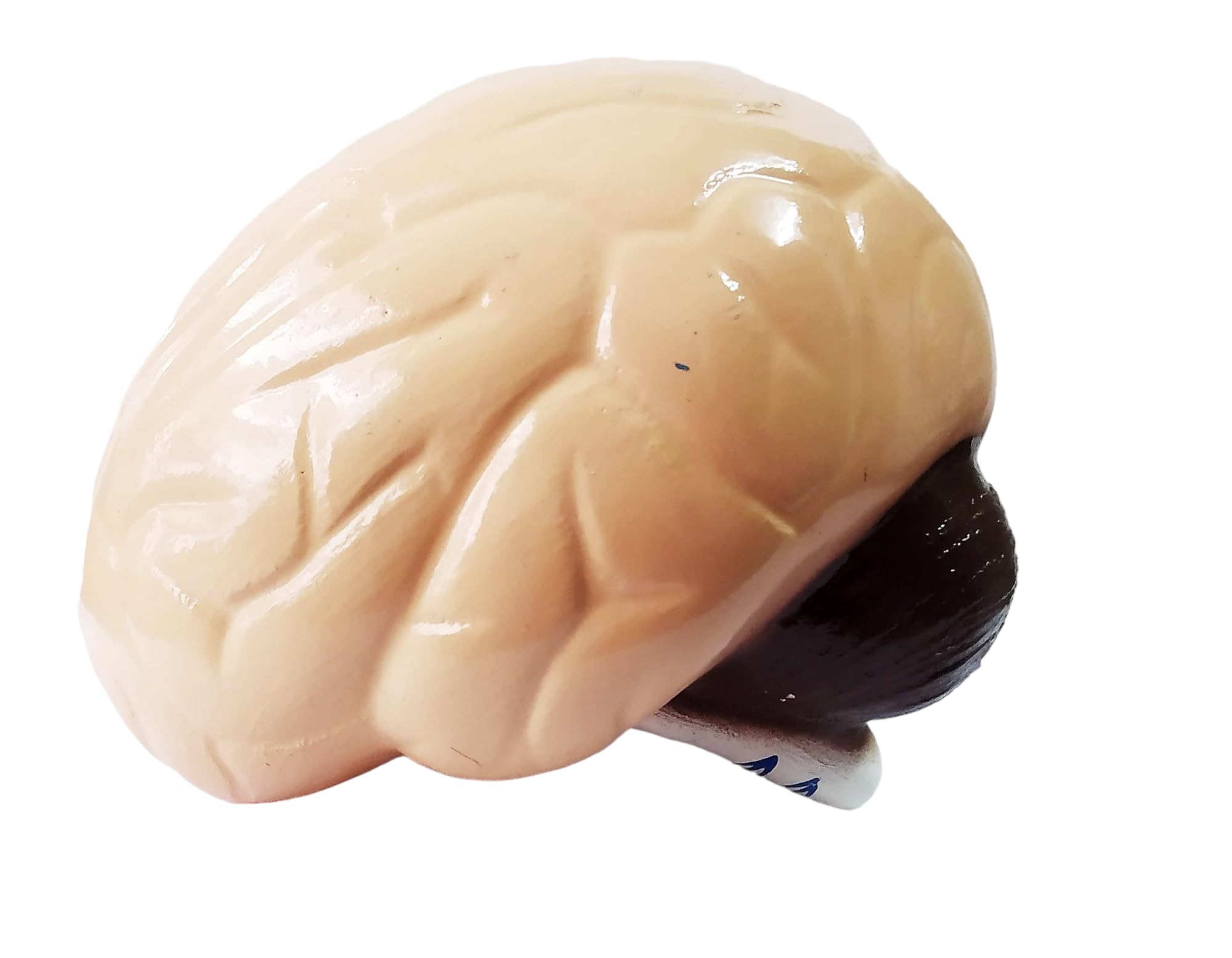 DWIJ Creative 3D Model Brain Toy, DIY Bird Shape, Educational Gift for Kids and Adults