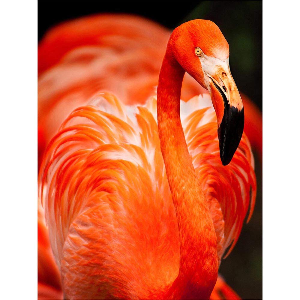 Wee Blue Coo Flamingo Bird Close Up Art Print Poster Wall Decor 12X16 Inch
