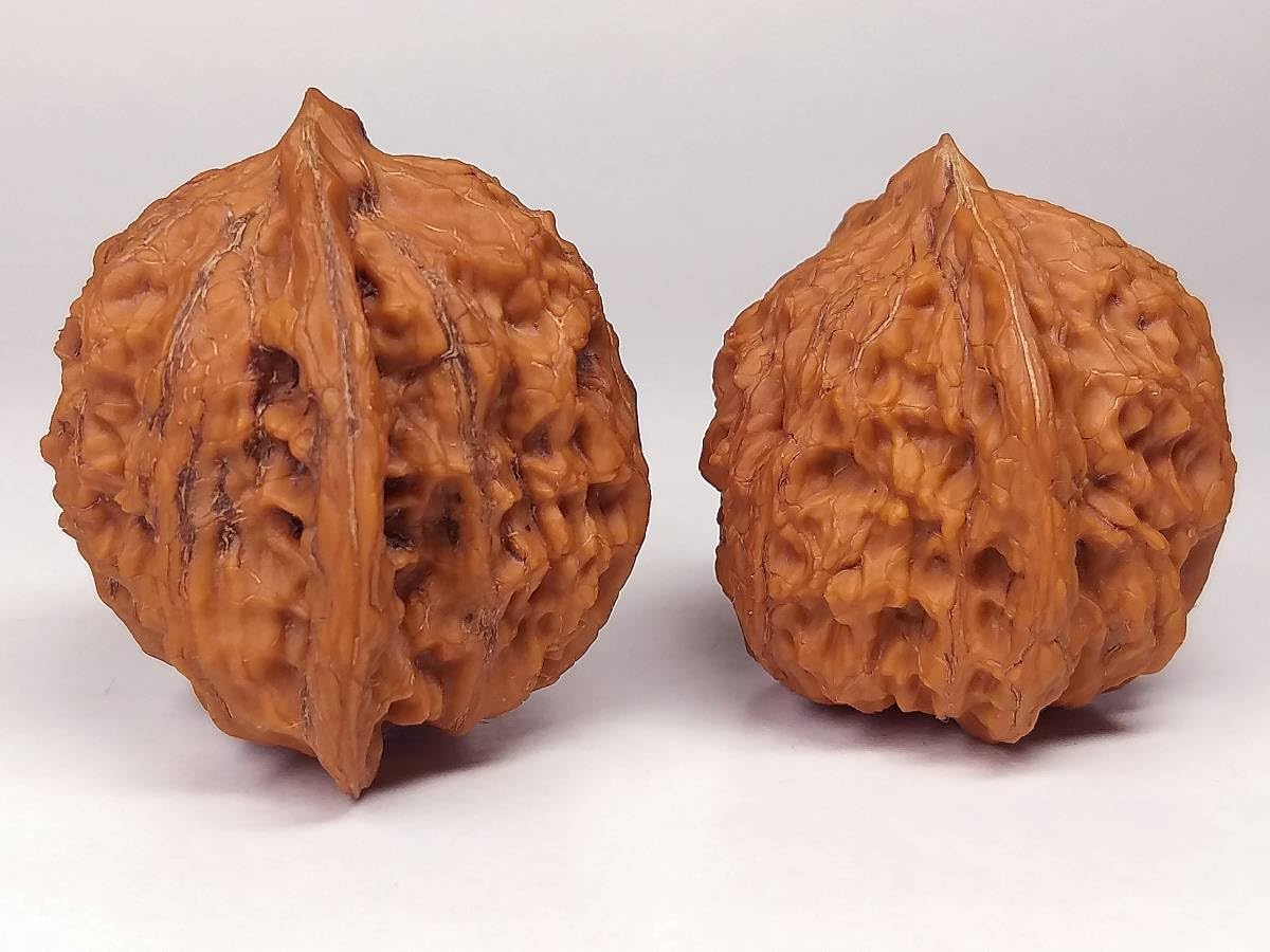 Amazon.co.jp: 壽天然野生最高級特大特殊珍稀品種極品文玩核桃くるみ