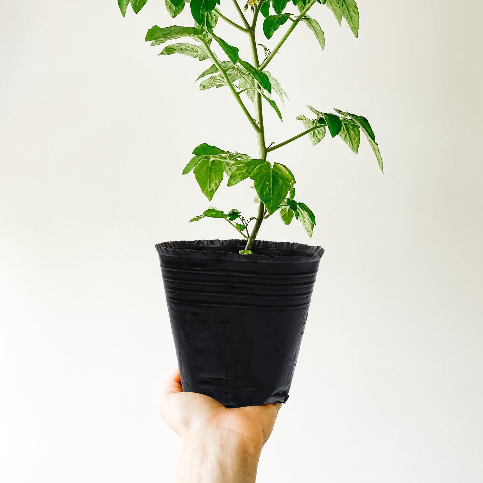 VICASKY 500 Pièces Pots de Semis Plastique avec Drainage Godets de Repiquage pour Plantes