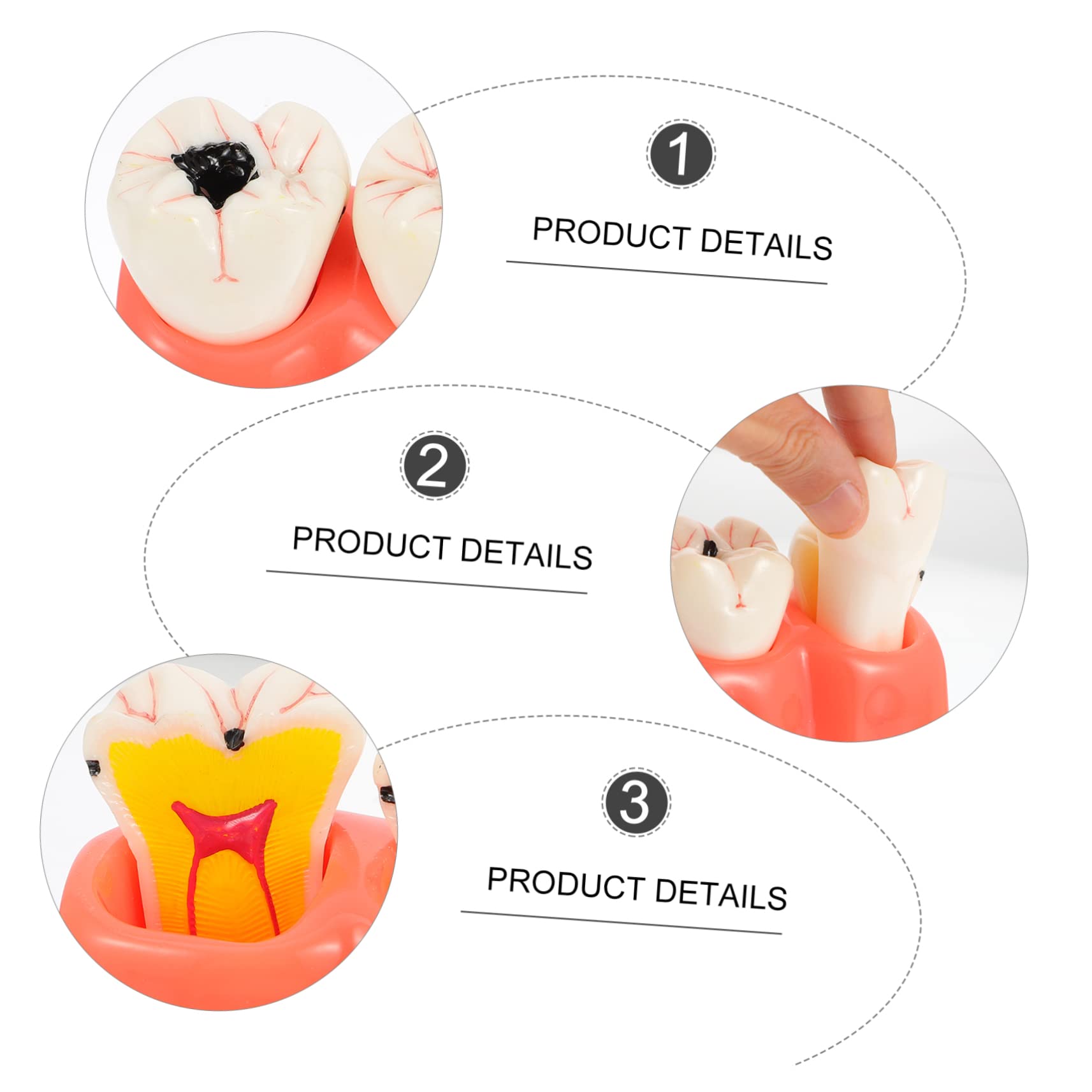 Modello Anatomico dei Denti Rosa in Resina per Insegnamento | 1 Pezzo, Superficie Liscia, Uso in Classe e Dimostrazioni, Supporto Didattico per Studio Odontoiatrico