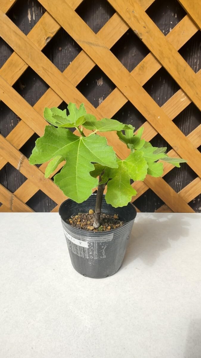 ボトルツリー ブラキキトン プラ鉢 良樹形 盆栽 ソルソ 植物 グリーン