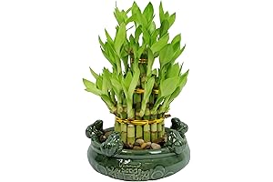 Athena's Garden Lucky Bamboo Indoor Live Plant 3 Tier Tower Fresh Plant...